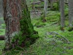 solstice_41_bg_062403.jpg