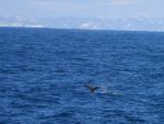 whale_1_bg_022804.jpg